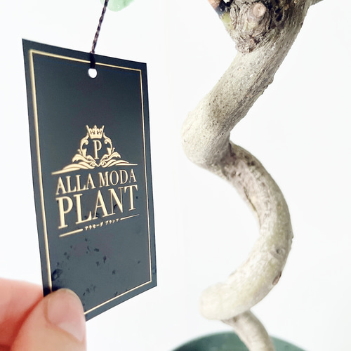 送料無料》25. ゲッケイジュ ローリエ alla moda plant 多肉植物 calm 