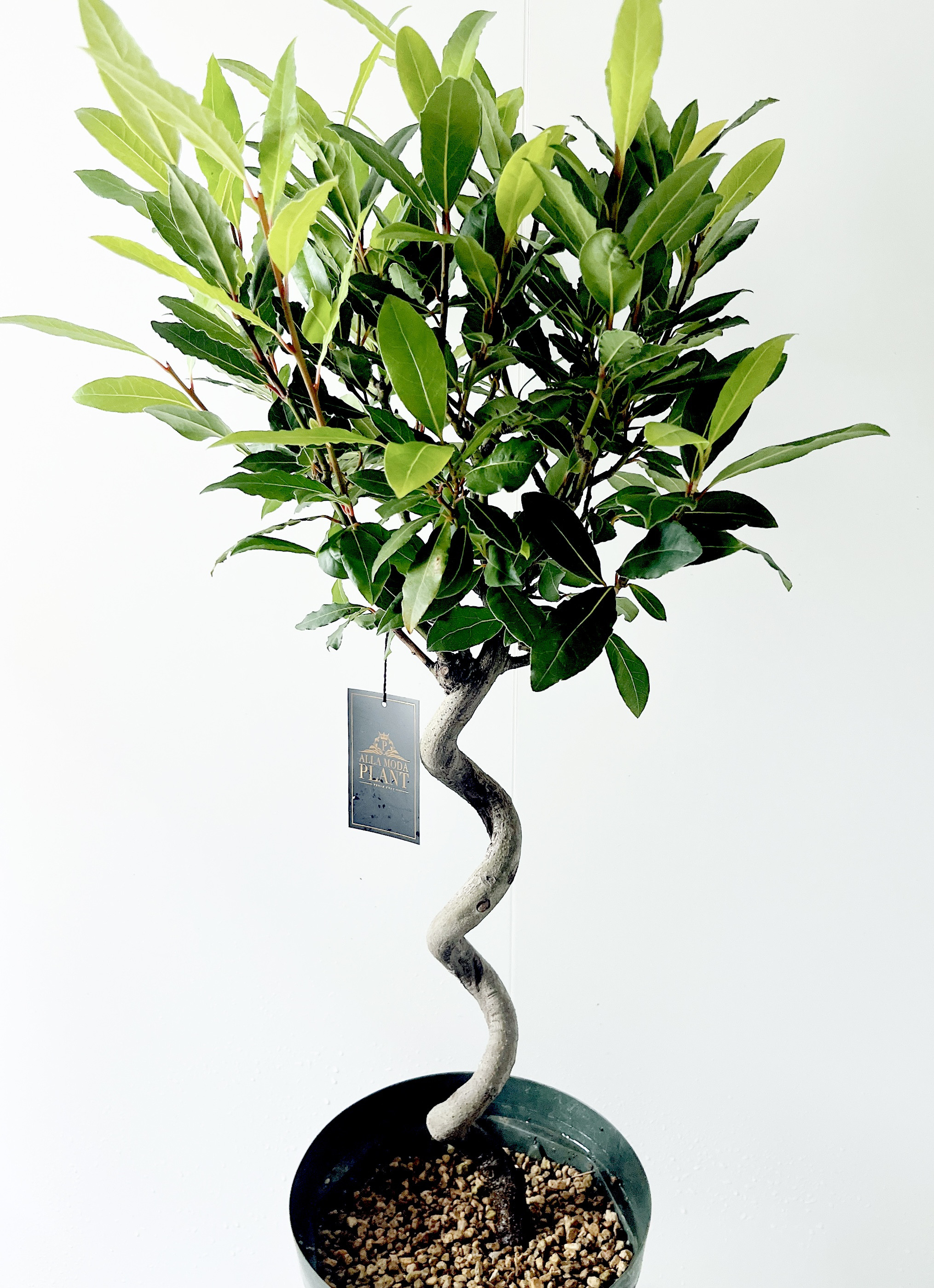 送料無料》25. ゲッケイジュ ローリエ alla moda plant 多肉植物 calm 