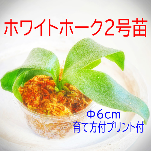 ⭕️ホワイトホーク 2号苗⭕️速達＊送料無料❣️ビカクシダ