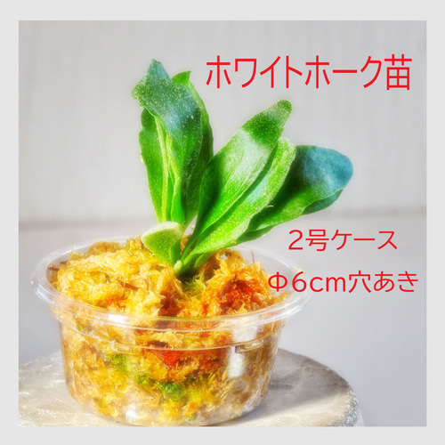 ⭕️ホワイトホーク 2号苗⭕️速達＊送料無料❣️ビカクシダ