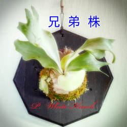 通販】ビカクシダ・リドレイ 板付け 希少インポート 観葉植物