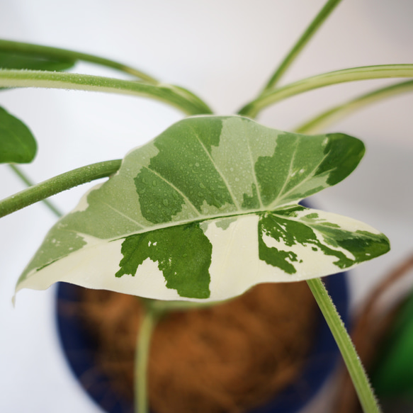 現品　クワズイモ　斑入り　62番　幹上がり　根上がり　希少　白斑　観葉植物 斑入りクワズイモ♡希少♡観葉植物♡インテリア アートフラワー パリ