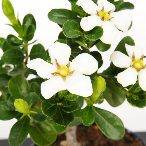 梔子(クチナシ) ミニ盆栽 b-012 盆栽 石井盆栽 通販 17791888｜Creema