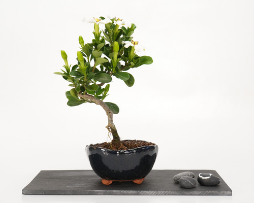 梔子(クチナシ) ミニ盆栽 b-012 盆栽 石井盆栽 通販 17791888