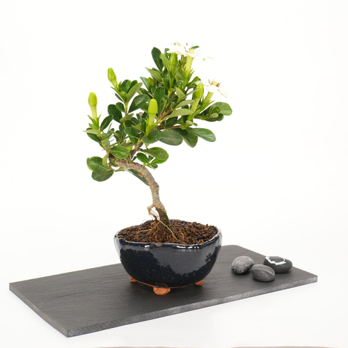 クチナシ ミニ盆栽FIRE. クチナシ ミニ盆栽FIRE. 石木花 クチナシ ギフトにも最適なミニ