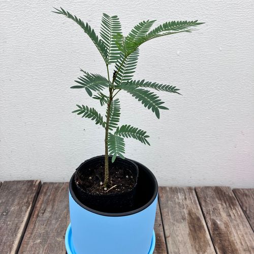 エバーフレッシュ 観葉植物 グレー陶器鉢 エバーフレッシュ L