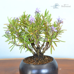 インテリア盆栽「山茶花（サザンカ）」 盆栽 ReBonsai 通販 13957689