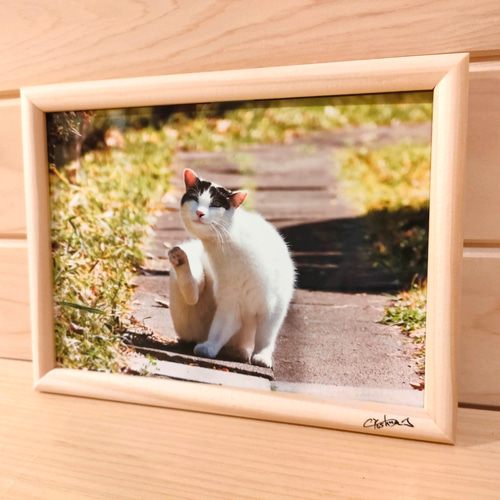 写真作品 2Lサイズ フォトフレーム 卓上サイズ 「猫」 （L029
