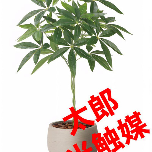 光触媒人工観葉植物ウォールグリーンフェイクグリーンナチュラルパキラ90