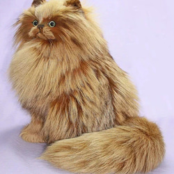 ブルーペルシャ猫 - ペルシャネコのストックフォトや画像を多数