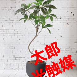 光触媒 人工観葉植物 ウォールグリーン フェイクグリーン ウッド