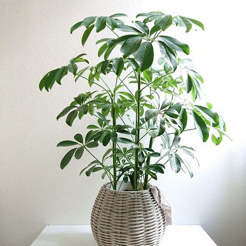 【観葉植物をおしゃれに飾れる♪】大型植木鉢/鉢カバー☘️レチューザキュービコ40 観葉植物をおしゃれに飾れる♪】大型植木鉢/鉢カバー☘️レチューザ