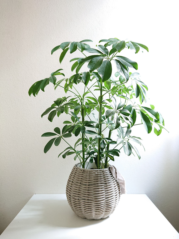 【2個セット】鉢カバー 鉢 観葉植物 まとめ売り ○数量限定○新作○ 大きめ 美形樹 ”シェフレラ 鉢カバーセット