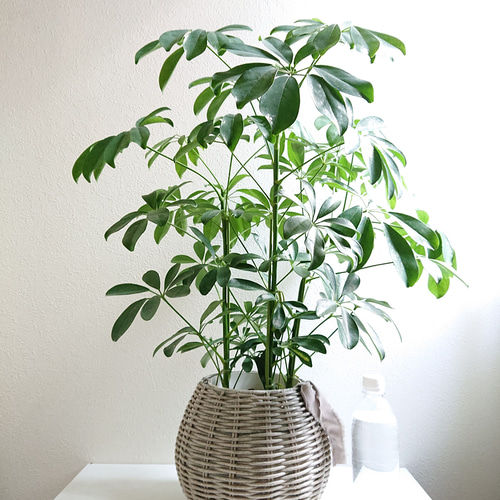 【現品】バオバブ・ディギタータ　6号　白鉢　（1） 現品】バオバブ・ディギタータ 6号 白鉢 （1） 現品】バオバブ