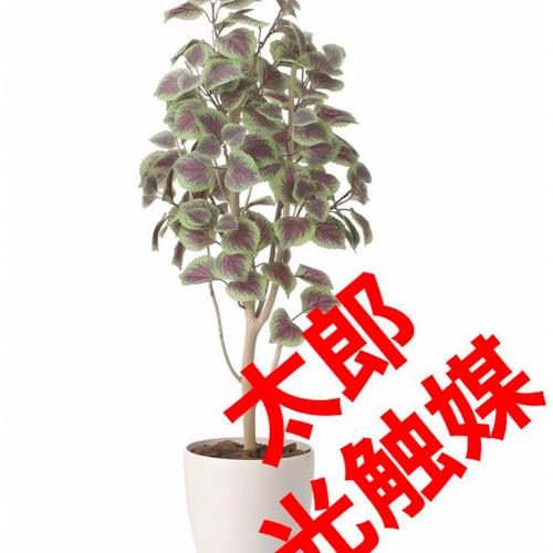光触媒　人工観葉植物　ウォールグリーン　フェイクグリーン　コリウス1.1 光触媒 光の楽園 コリウス【インテリア 人工観葉植物】(2447A60) 造花