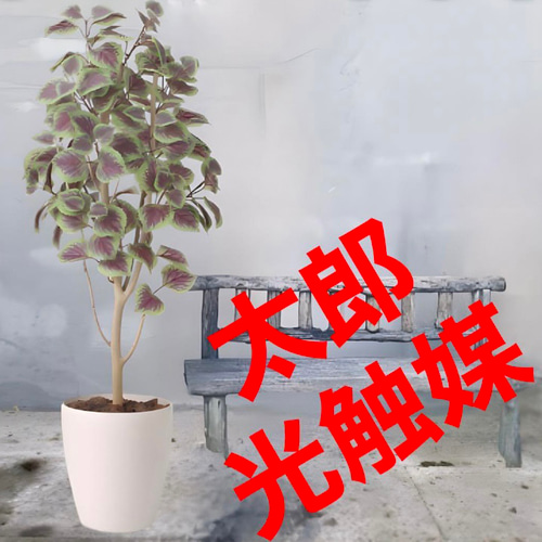 光触媒 人工観葉植物 ウォールグリーン フェイクグリーン コリウス1.1