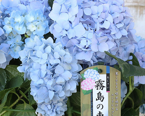 現品鉢花 アジサイ 霧島の恵 ブルー 4号ポット あじさい 紫陽花