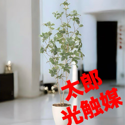 光触媒　人工観葉植物　ウォールグリーン　フェイクグリーン　サラサドウダン1.6 光触媒 人工観葉植物 ウォールグリーン フェイクグリーン サラサ