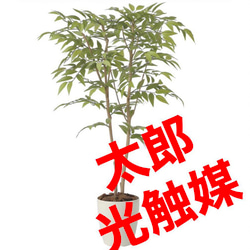 光触媒　人工観葉植物　フェイクグリーン　フィカスベンジャミナコアッド 光触媒 人工観葉植物 フェイクグリーン フィカスベンジャミナコアッド