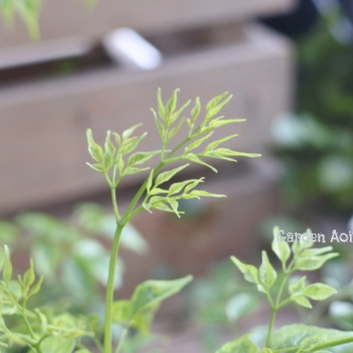 観葉植物*斑入り*ステレオスペルマム*カプリマ* その他インテリア雑貨