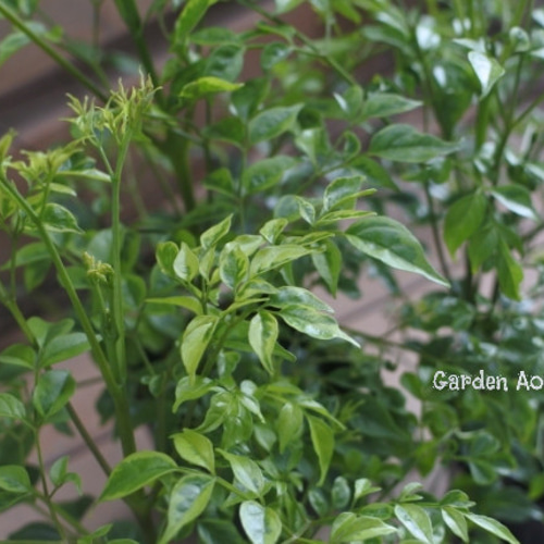 変葉木様　専用‼️ 希少　ステレオスペルマム　白斑入り Amazon.co.jp: ステレオスペルマム カプリマ 斑入 6号角鉢【品種