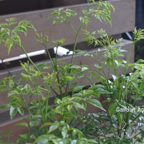 希少　ステレオスペルマム　白斑入り Amazon.co.jp: ステレオスペルマム カプリマ 斑入 6号角鉢【品種で