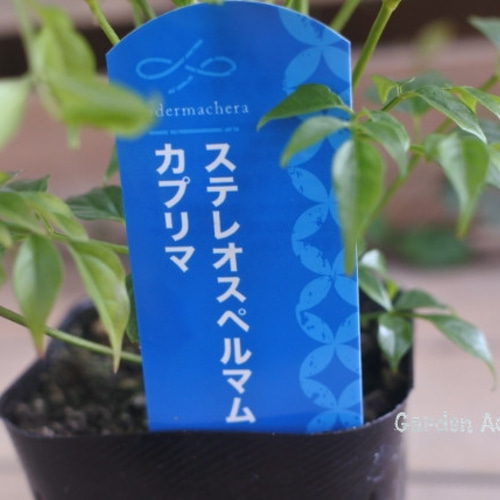 観葉植物*斑入り*ステレオスペルマム*カプリマ* その他インテリア雑貨