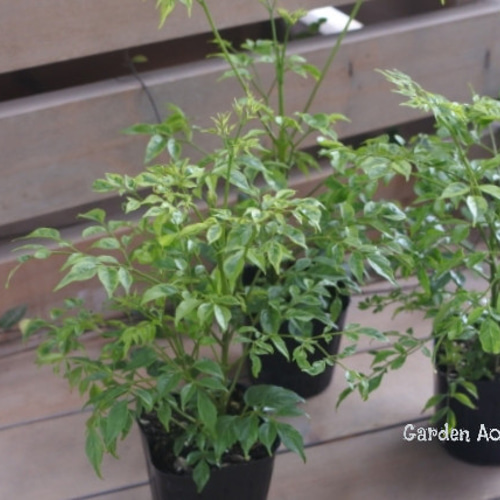 観葉植物*斑入り*ステレオスペルマム*カプリマ* その他インテリア雑貨