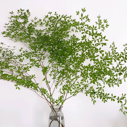 移植時期です！！90年物ドウダンツツジ　躑躅　10本セット　 ドウダンツツジ (満天星躑躅)【花苗 根巻大苗／1個売り】｜ 【植物の