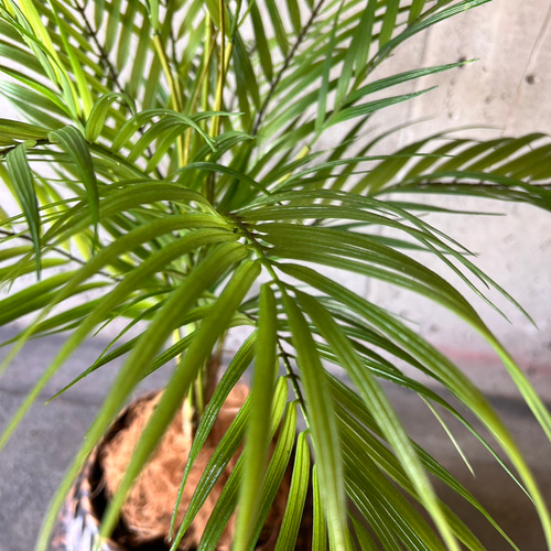 光触媒　人工観葉植物　造花　ウォールグリーン　アレカヤシ 光触媒 人工観葉植物 ウォールグリーン フェイクグリーン 花器付