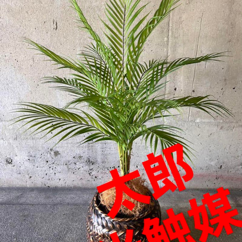 光触媒 人工観葉植物 ウォールグリーン フェイクグリーン アレカパーム