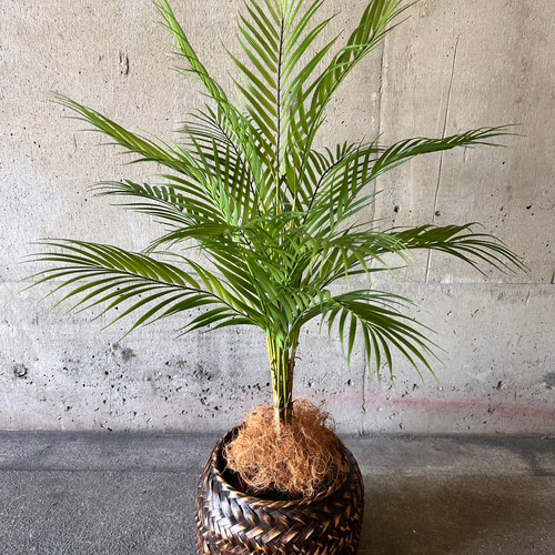 光触媒　人工観葉植物　造花　ウォールグリーン　アレカヤシ 光触媒 人工観葉植物 ウォールグリーン フェイクグリーン 花器付