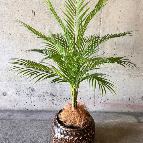 光触媒　人工観葉植物　ウォールグリーン　フェイクグリーン　アレカヤシ 光触媒 人工観葉植物 ウォールグリーン フェイクグリーン 花器付