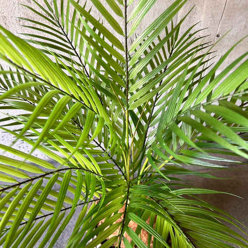 光触媒 人工観葉植物 ウォールグリーン フェイクグリーン 花器付