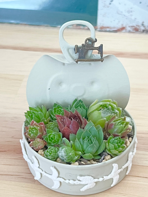モコモコセンペル寄せ植え♡⃛多肉植物＊リメ缶ごと 多肉植物