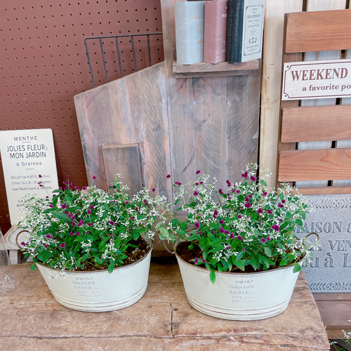 ボリュームたっぷり♡【千紅花火ユーフォルビア寄せ植え】横長ホワイト