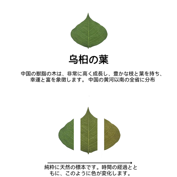 木製iPhone15 14 13 12 Pro max ケース 米国 胡桃の木 名入れ 植物標本 シェル スマホケース 4枚目の画像