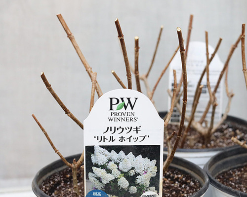 花木苗 PW ノリウツギ リトルホイップ 6号 コンパクト 夏 白い花
