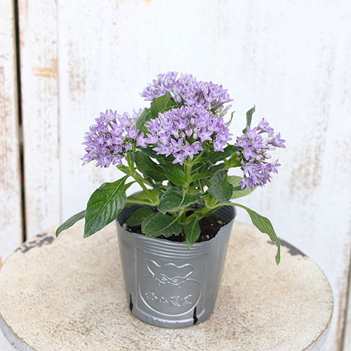 花苗 栄養系 ペンタス ソラ 3.5号 ブルー 夏の花 丈夫 暑さに強い 秋