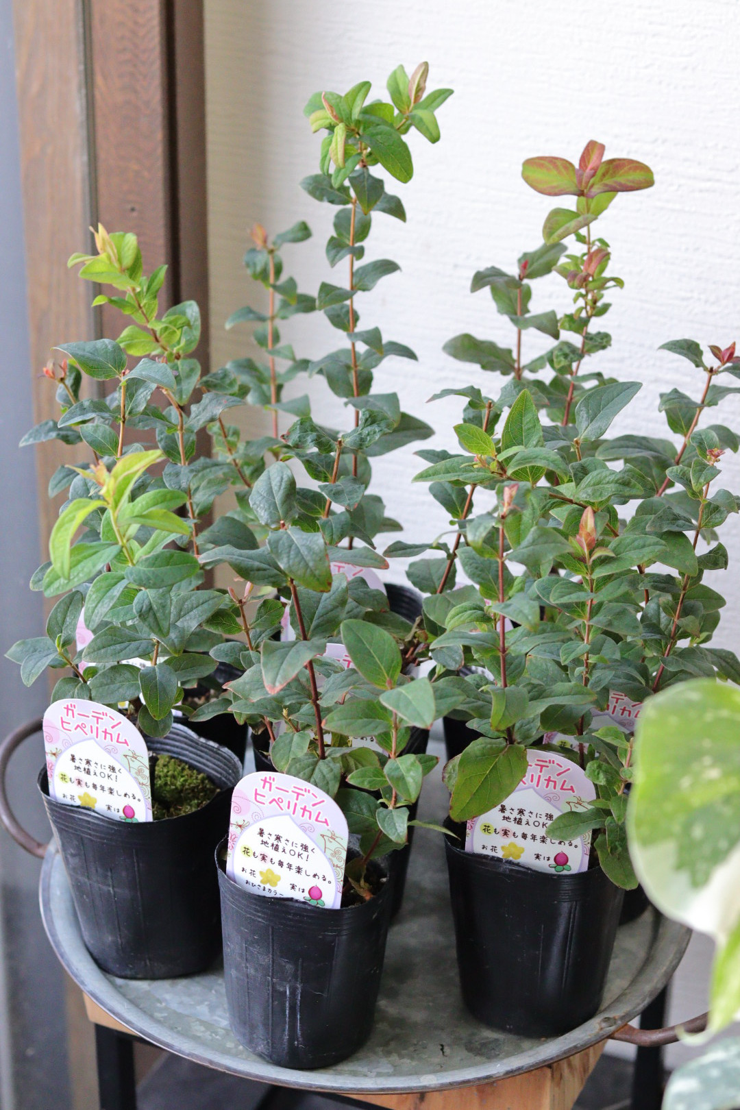 オリーブ　エルグレコ　テラコッタ鉢植え　苗　シンボルツリー オリーブの木 エルグレコ テラコッタ鉢植え 苗 苗木 シンボルツリー