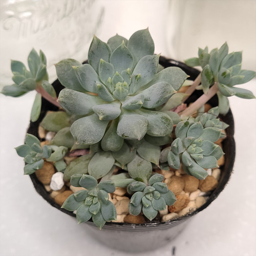 クリッシー・N・ライアン【エケベリア 多肉植物】 多肉植物 エケベリア