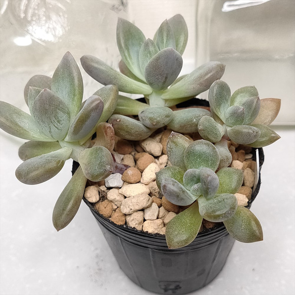 多肉植物 エケベリア グラプトベリア オパリナ錦 【公式通販】