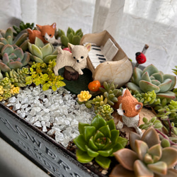 お正月飾り 店舗 玄関 お年賀 プレゼント 寄せ植え 多肉植物 虎