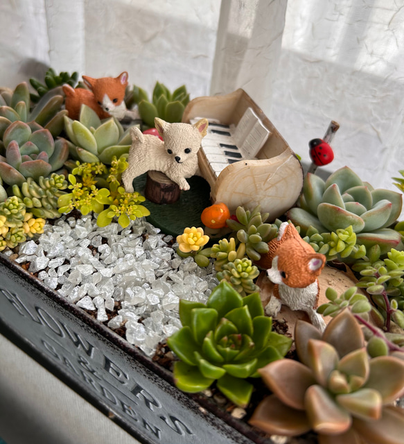 そのまま飾れる多肉植物寄せ植え わんちゃんバスケット 管理書付