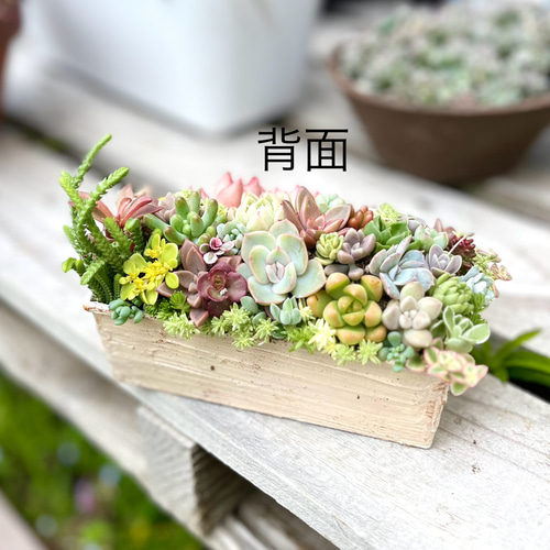 そのまま飾れる多肉植物寄せ植え（パウンド型） その他インテリア雑貨