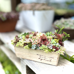 そのまま飾れる多肉植物寄せ植え 多肉植物 ba-boo house 通販