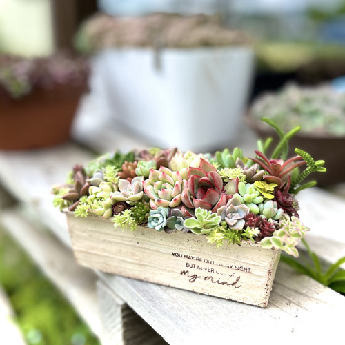 そのまま飾れる多肉植物寄せ植え 多肉植物 ba-boo house 通販 そのまま飾れる多肉植物寄せ植え 多肉植物 ba-boo house 通販