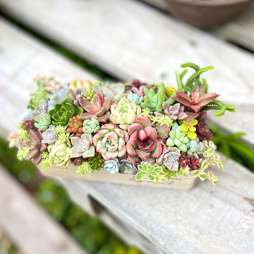 そのまま飾れる多肉植物寄せ植え（パウンド型） その他インテリア雑貨