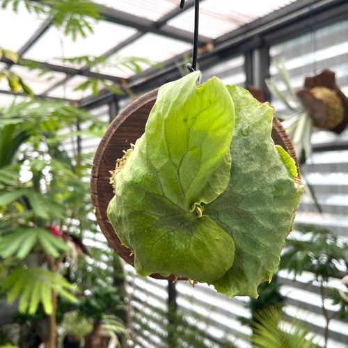 ビカクシダ エラワン 板付け インテリアグリーン ハンギング その他