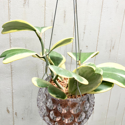 斑入り　ハート　ホヤ　苗　多肉植物。沖縄。山野草。園芸。樹緑。グリーン。限定品。 斑入り ホヤハート 多肉植物 苗 観葉/園芸/おきなわ/山野草/グリーン